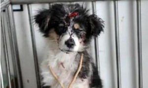 狗狗遭主人虐待，被关长达两年，剃光全身才发现是泰迪
