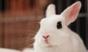 波兰兔价格 一般在100-500元以当地的为准