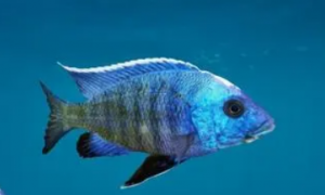 蓝美人鱼好不好养，饲养需要注意什么？