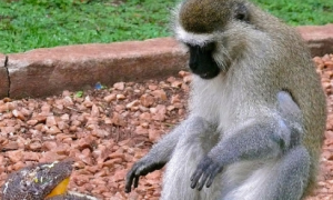 坦塔罗斯绿猴是什么动物？一文告诉你