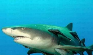 大堡礁四天第二起 澳洲男童惨遭鲨鱼咬伤