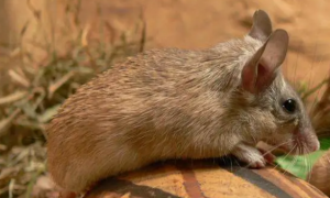 超强的极限再生生物—刺毛鼠