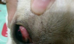 狗狗眼睛有红血丝怎么办?