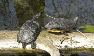饲养水龟的水质问题？