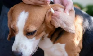 狗狗用耳泰洗耳朵需要注意什么？