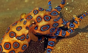 最漂亮的章鱼