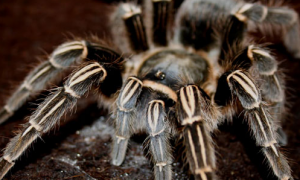 哥斯达黎加斑马脚蜘蛛有毒吗？