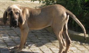 巴西菲勒犬——暴力美学的代表，见证了整个黑暗殖民史