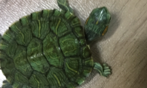 今日分享，巴西红耳龟感冒症状有哪些？