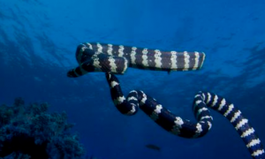 贝尔彻海蛇有毒吗 它是毒性最强的蛇类之一