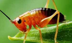 蟋蟀的特性以及它的饲养注意事项！
