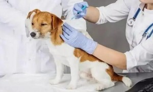 春季狗狗打疫苗要注意的几个问题！