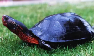 黑颈乌龟怎么看年龄