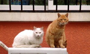 流浪猫被收留后坐拥近十座“豪宅”，网友点赞：太有爱了
