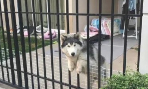 隔壁邻居的阿拉斯加犬，见到自身一直很兴奋，但之后都需要被拯救一番