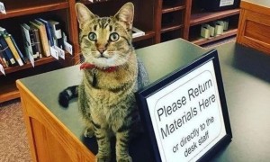 大学聘请新图书管理员, 只卖萌不干活, 猫咪管理员吸引学生多读书