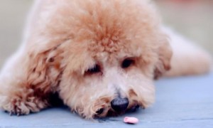狗狗打喷涕，不止是发烧感冒，还可能是患有“病重”