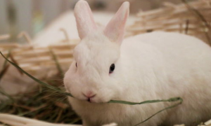 兔子不拉屎怎么办？兔子不拉屎怎么办可以吃软酸菌素片吗？