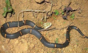 世界上最令人头疼的毒蛇，喜玛拉雅白头蛇