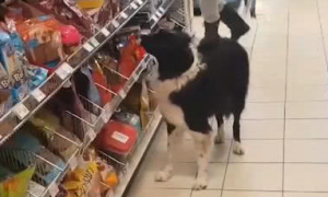 狗狗去超市购物，流程和人类一样，网友：好奇它怎么买单！