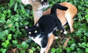 流浪猫第一次相遇就攻击小鹿，小鹿却用爱感化了它