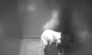 英国男子因在电梯狂踹女友斗牛犬将面临5个月的监禁