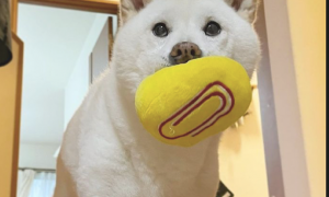 狗狗叼着球来找主人玩，被拒绝后神情好心寒：为什么不陪我玩呢？