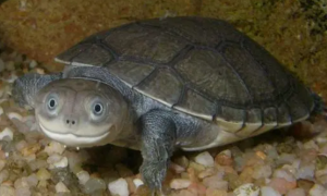 沼泽侧颈龟可以冬眠吗？沼泽侧颈龟如何冬眠？