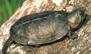 鹰嘴龟的繁殖方式是什么？来了解下吧
