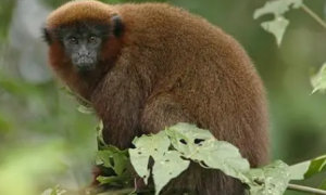 今日科普：赤褐伶猴是什么动物？