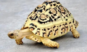 小科普：豹纹陆龟颜色深的好还是浅的好？