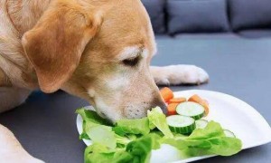 难道说也有人不清楚？狗狗不能吃这5种蔬菜！