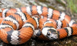 山王蛇有毒吗 山王蛇是有毒的一种蛇类