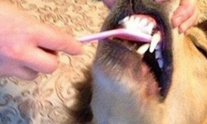 养狗的朋友们注意了！要帮狗狗刷牙呦~不然后悔莫及！果断收藏！