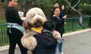 带泰迪去公园遛弯，路人纷纷围观，直呼：这是真狗吗？