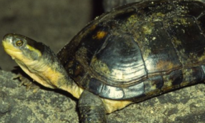 黑颈乌龟怎么分公母？