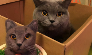 小姐姐给猫咪准备生日惊喜，却把猫咪吓到了，猫咪躲在纸箱发抖