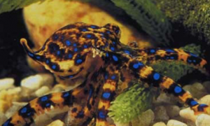 剧毒蓝环章鱼被当成宠物来饲养 被咬几分钟毙命