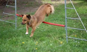 如何利用横杆训练狗狗跳跃？