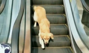 小狗下楼梯上来了下不去，被气疯，主人家大吼：傻狗，坐反了