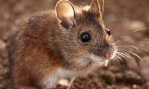 日本田鼠大小有多大啊？