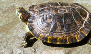 黄肚红耳龟的寿命是多少？