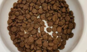 度歌猫粮——品质一流，值得信赖