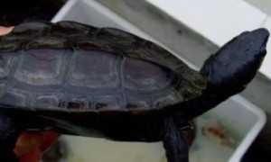 墨龟是什么品种的龟？它可不是单一的品种？