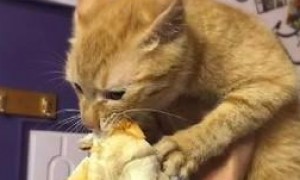 面包被猫咪咬住不松口，主人只觉得心疼，只因它曾经是一只流浪猫