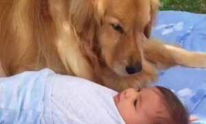 小狗情深望着小宝宝，下一秒皱了眉，主人家一焦虑不安，靠近后啼笑皆非