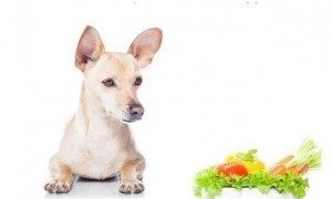狗狗不能吃的8种食材，肚子饿了也不可以喂