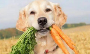 狗狗和蔬菜水果那些事，你都了解吗？