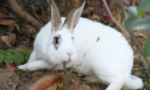 云南花兔喂什么饲料 吃一些粗纤维的食物