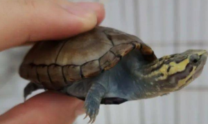 头盔龟是深水龟吗？